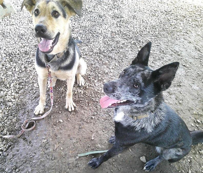 Enlarge STELLA LUNA, a ADOPTABLE mixed breed in Pegram, TN image 5/6