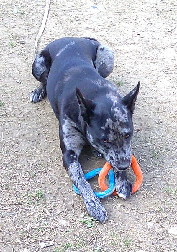 Enlarge STELLA LUNA, a ADOPTABLE mixed breed in Pegram, TN image 3/6