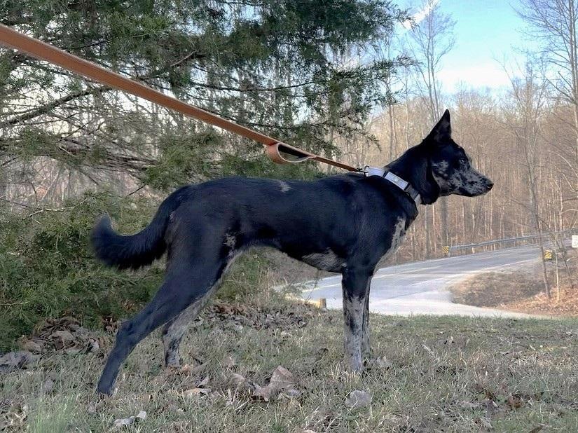 Enlarge STELLA LUNA, a ADOPTABLE mixed breed in Pegram, TN image 2/6