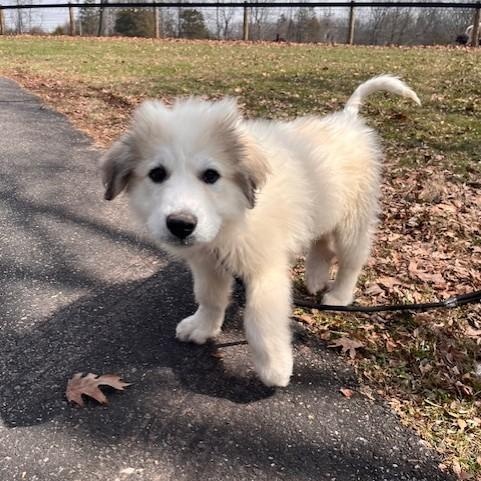 Enlarge Jerry-3/29/26, an adopted Great Pyrenees in Lambertville, NJ image 2/6
