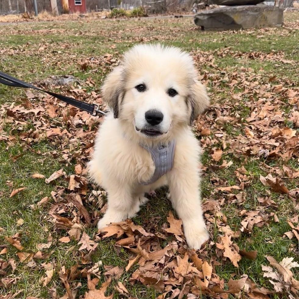 Enlarge Jerry-3/29/26, an adopted Great Pyrenees in Lambertville, NJ image 3/6