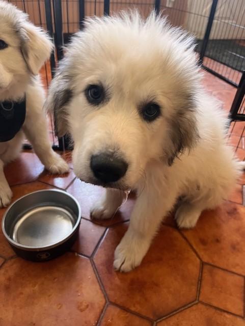 Enlarge Jerry-3/29/26, an adopted Great Pyrenees in Lambertville, NJ image 5/6