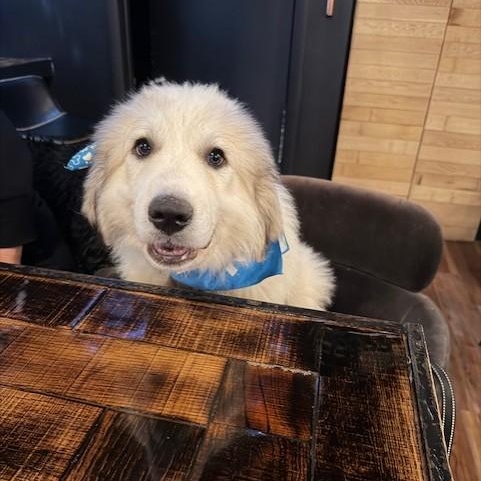 Enlarge Jerry-3/29/26, an adopted Great Pyrenees in Lambertville, NJ image 1/6