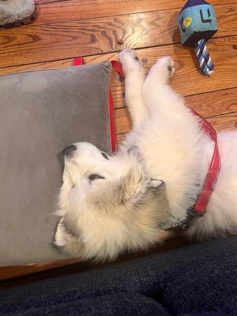 Enlarge Jerry-3/29/26, an adopted Great Pyrenees in Lambertville, NJ image 4/6