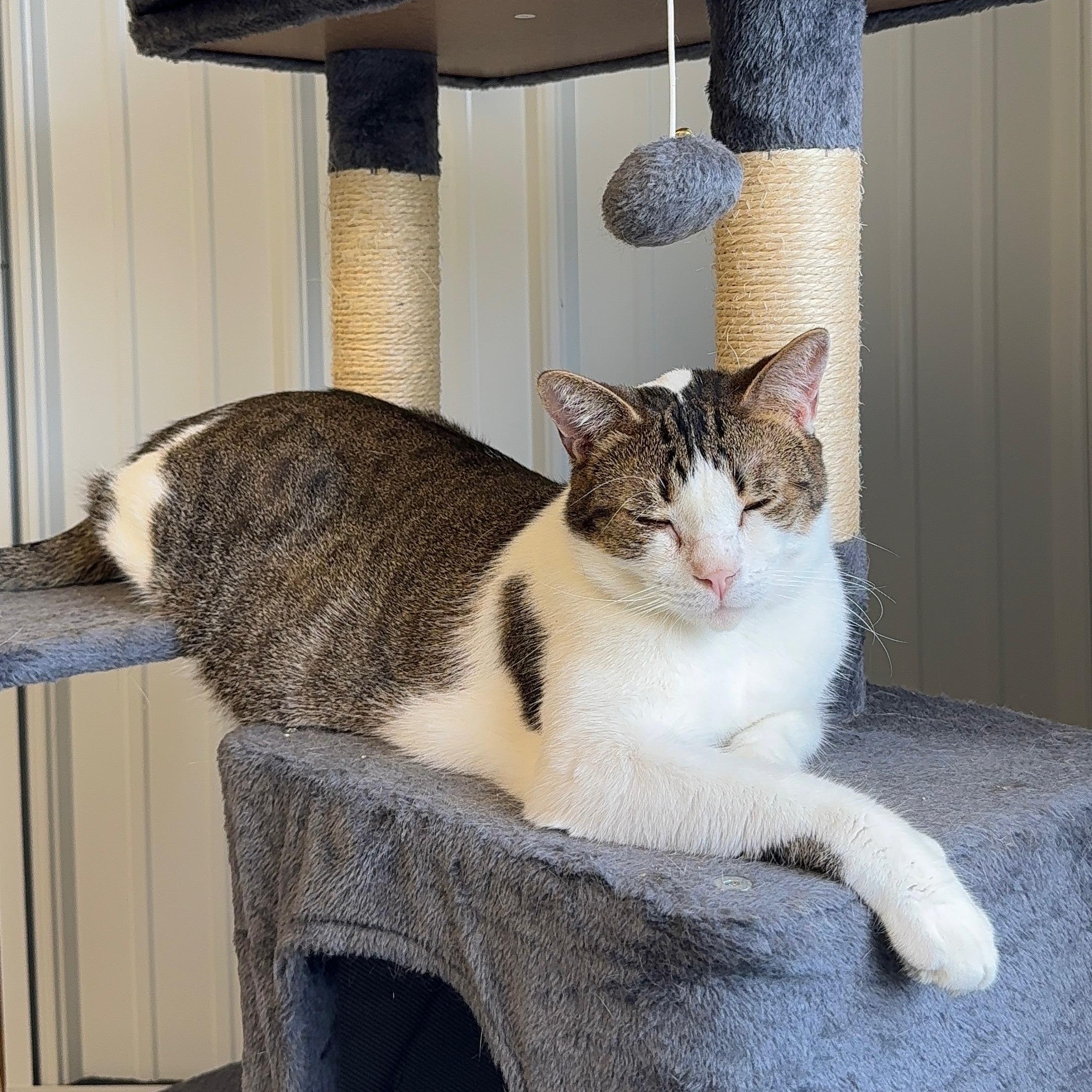 Enlarge Blu, an adopted mixed breed in Alma, MI image 1/3
