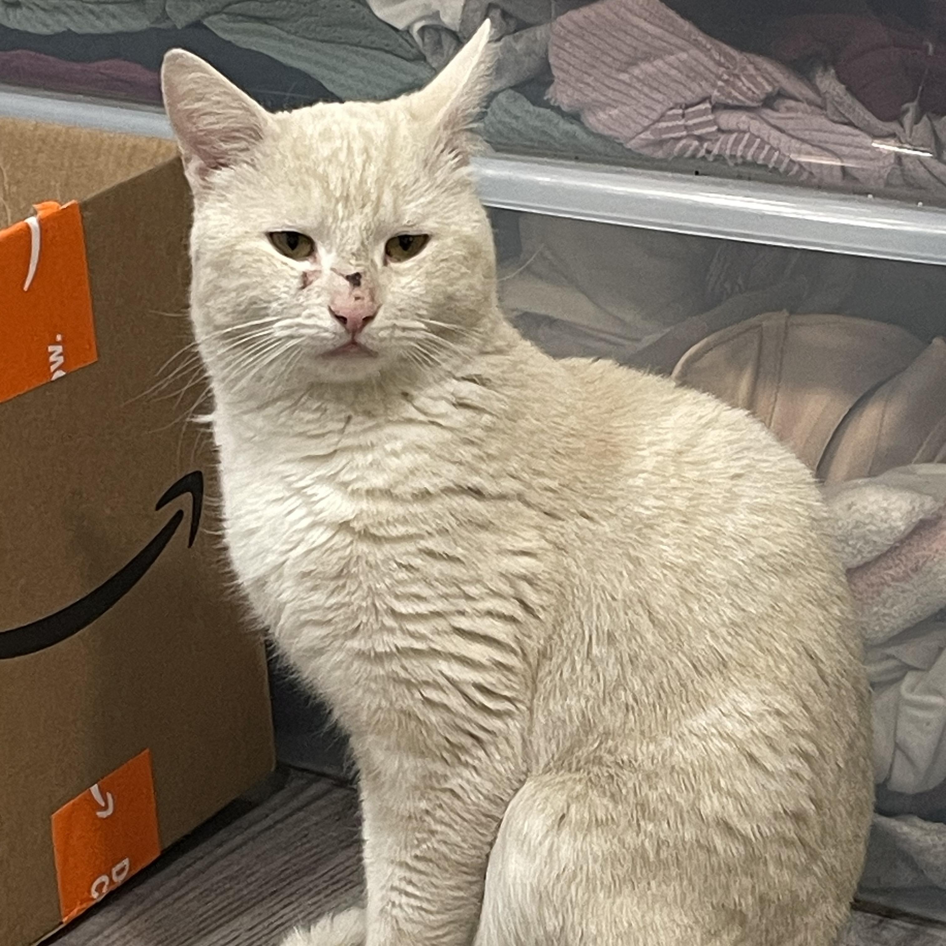 Enlarge Chauncey, a Adoptable Domestic Short Hair in Philadelphia, PA image 2/6