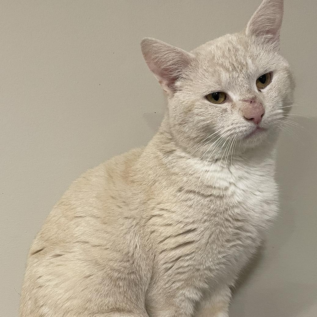 Enlarge Chauncey, a Adoptable Domestic Short Hair in Philadelphia, PA image 3/6