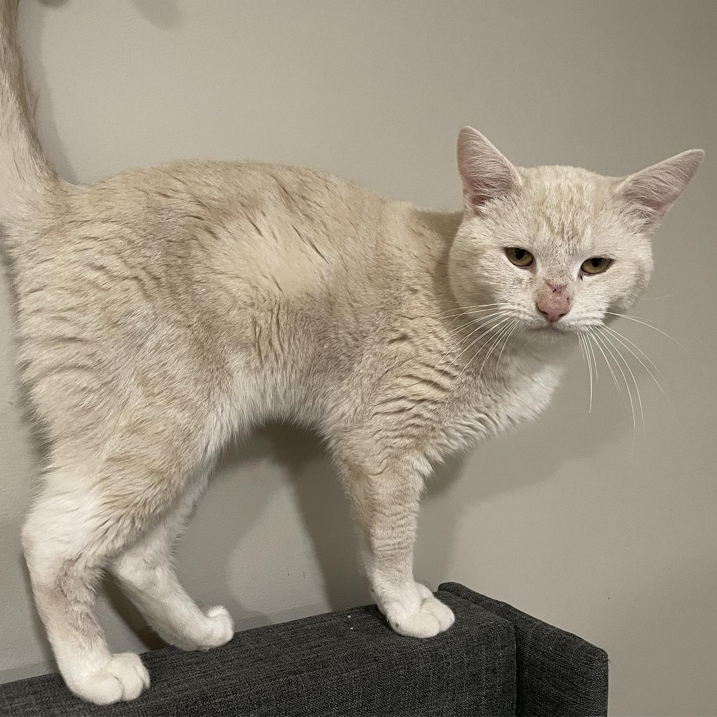 Enlarge Chauncey, a Adoptable Domestic Short Hair in Philadelphia, PA image 4/6