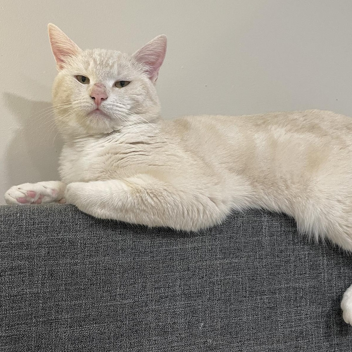 Enlarge Chauncey, a Adoptable Domestic Short Hair in Philadelphia, PA image 5/6