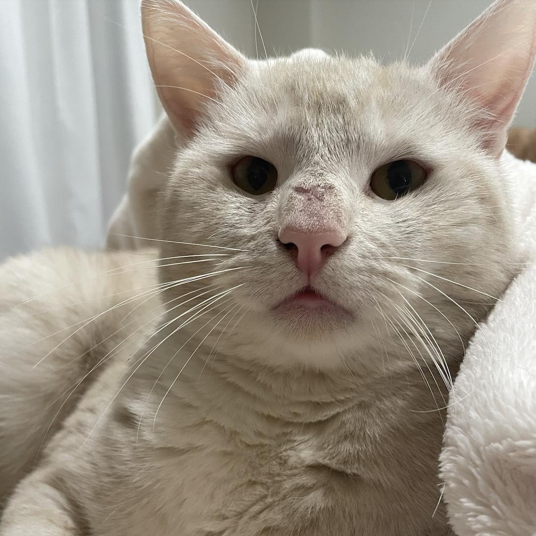 Enlarge Chauncey, a Adoptable Domestic Short Hair in Philadelphia, PA image 6/6