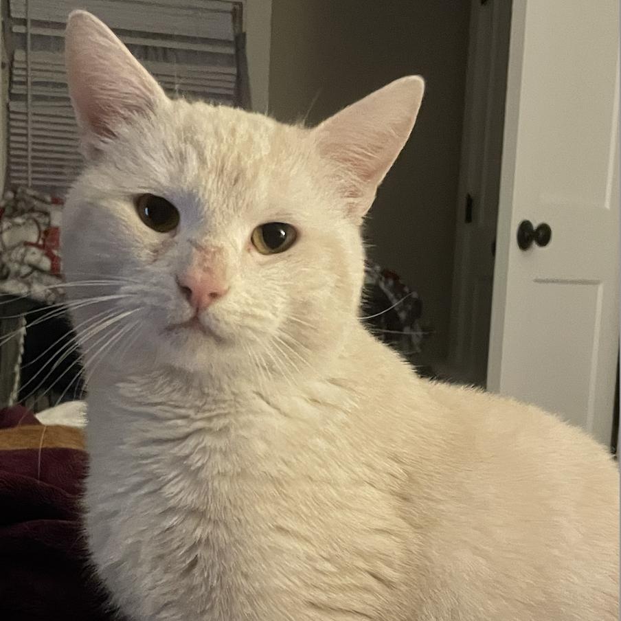 Enlarge Chauncey, a Adoptable Domestic Short Hair in Philadelphia, PA image 1/6