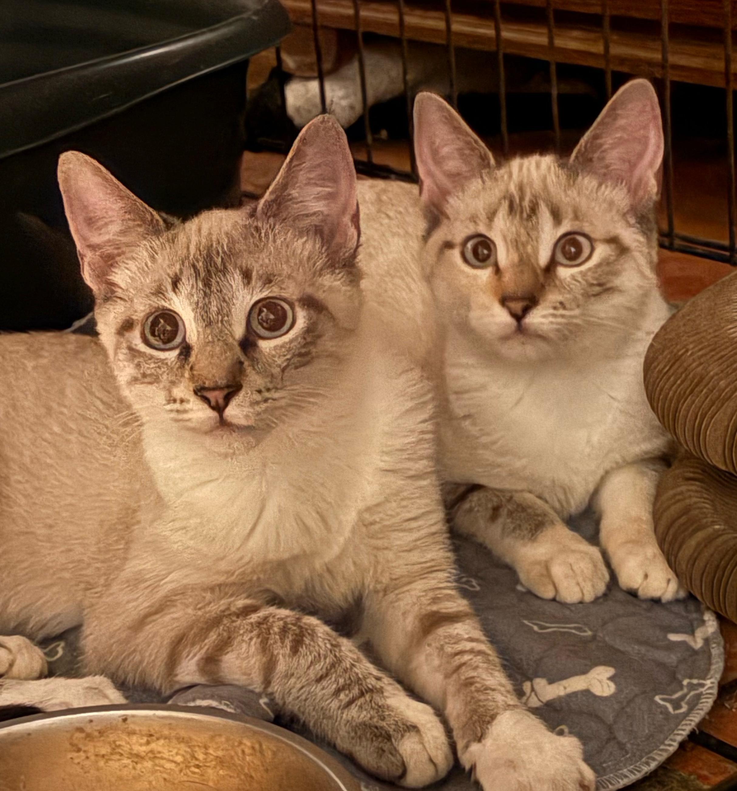 Hannah, adopted, Young Female Siamese.