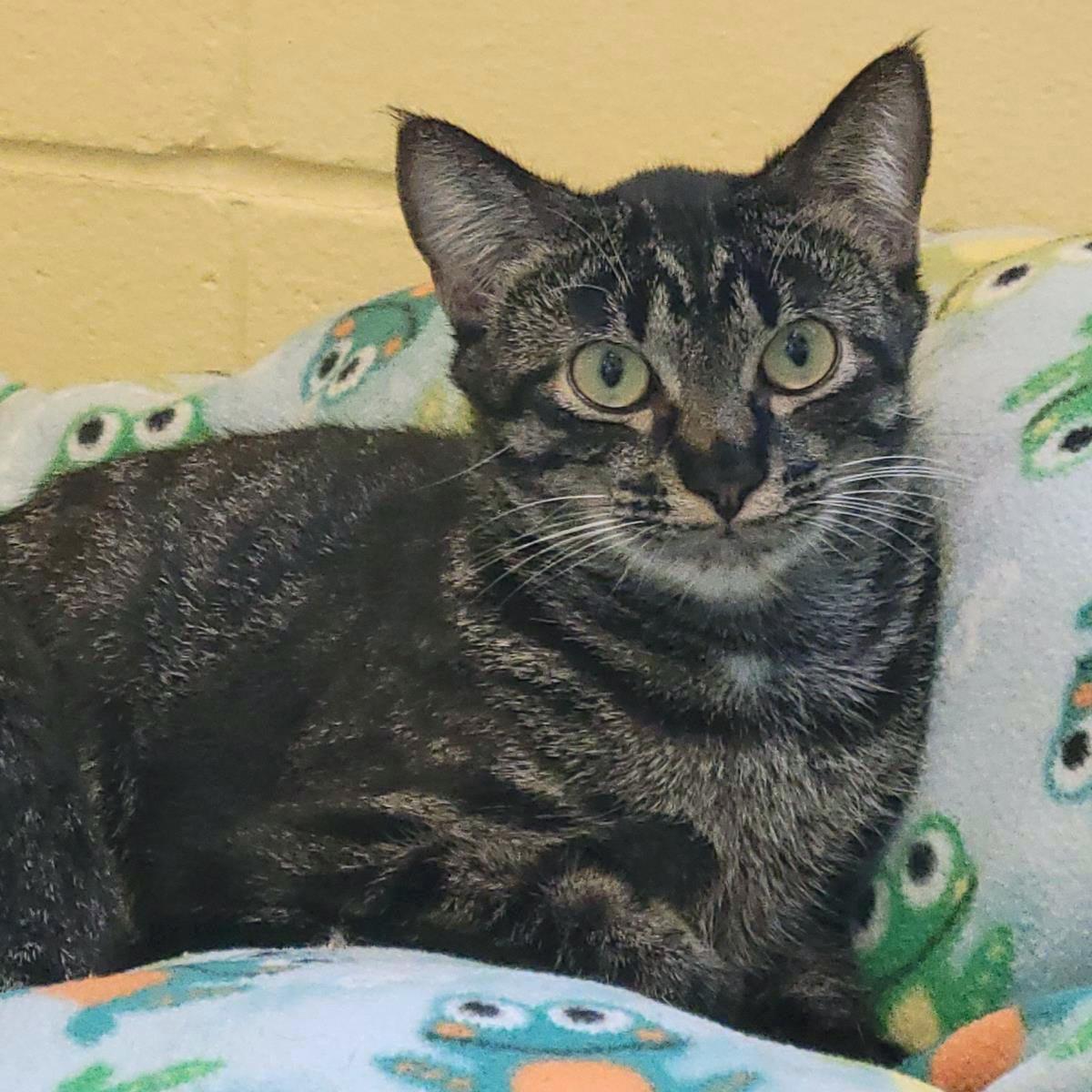 Thimble, a Adoptable Domestic Short Hair in Plover, WI image 1/3