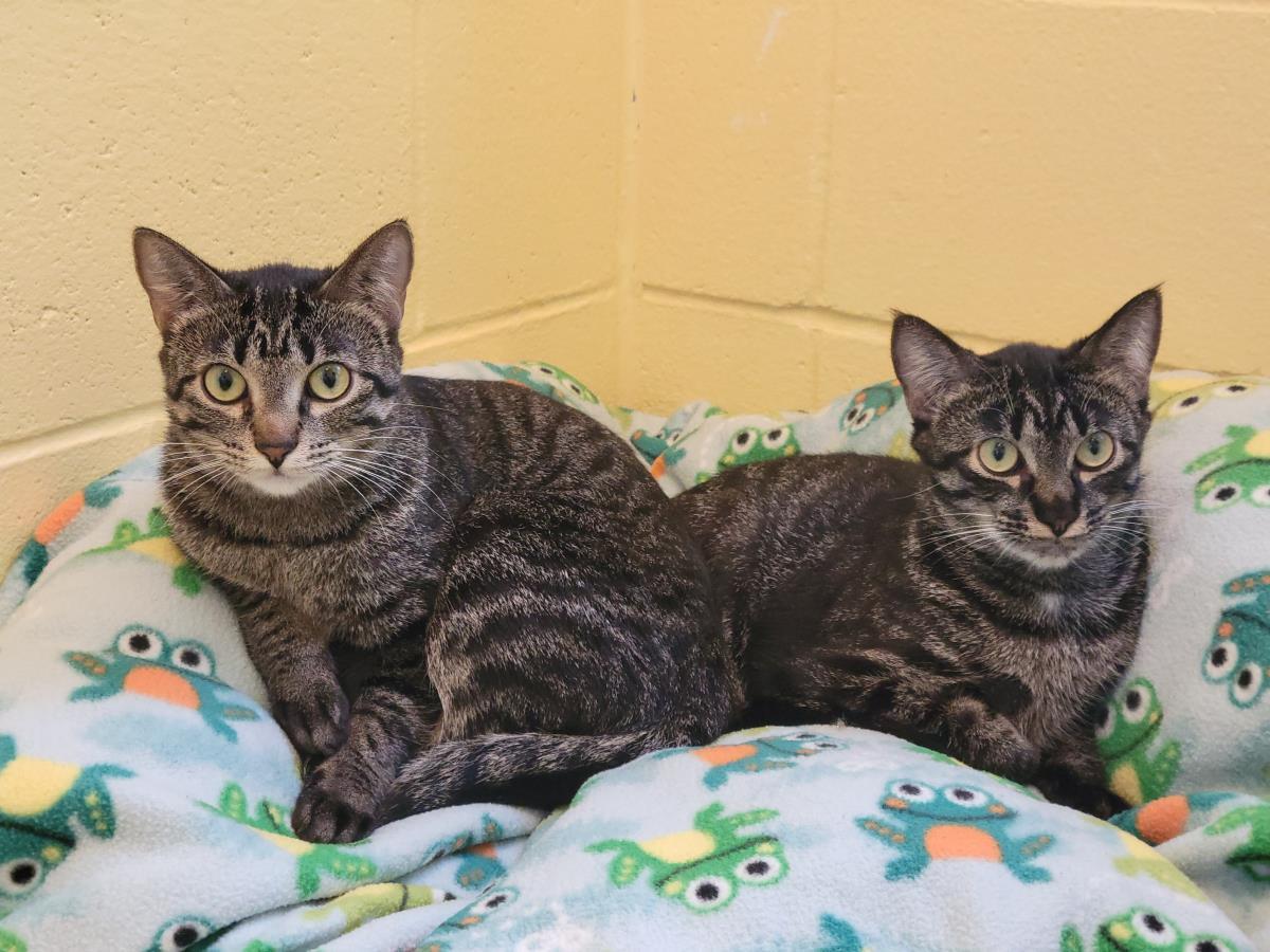 Thimble, a Adoptable Domestic Short Hair in Plover, WI image 2/3