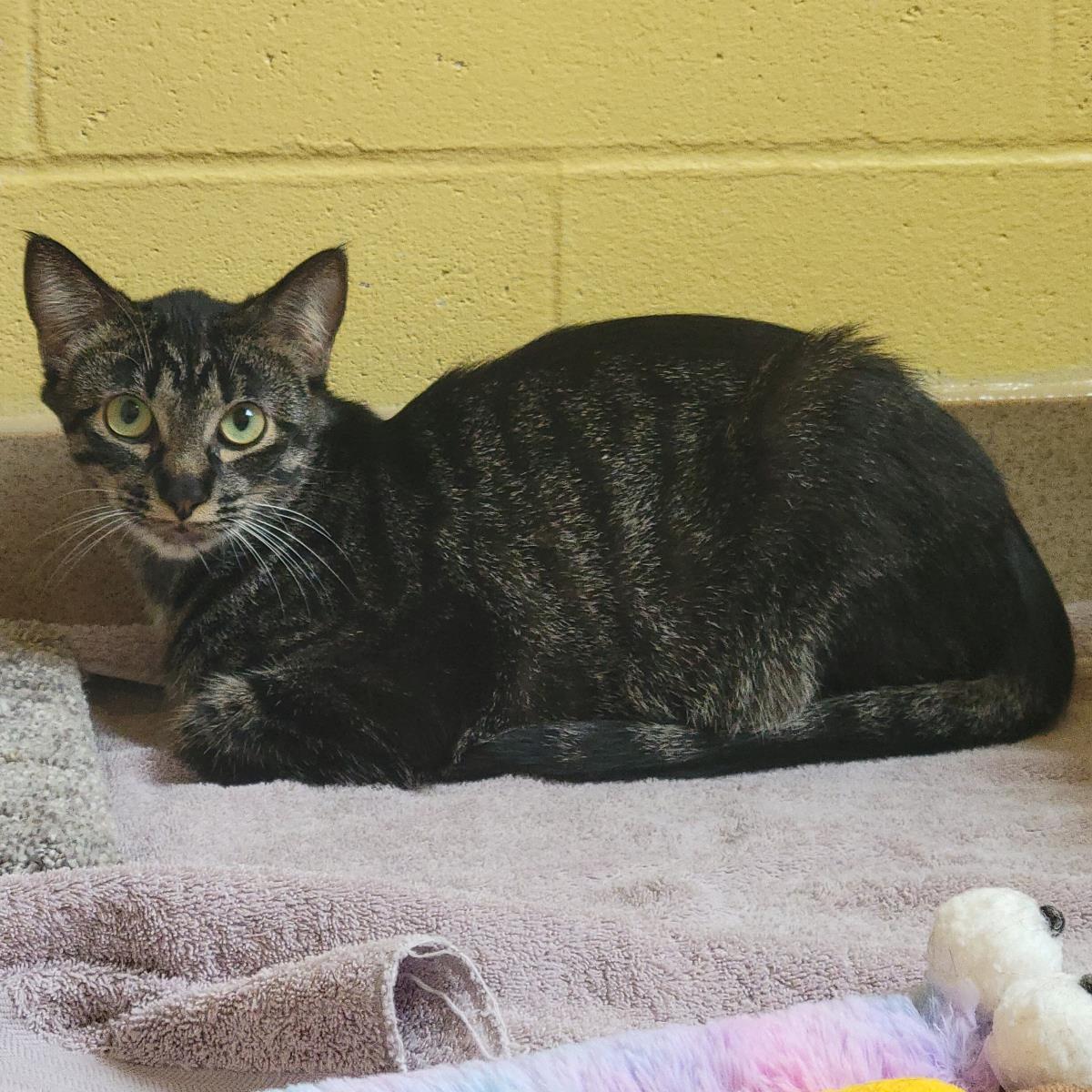 Thimble, a Adoptable Domestic Short Hair in Plover, WI image 3/3