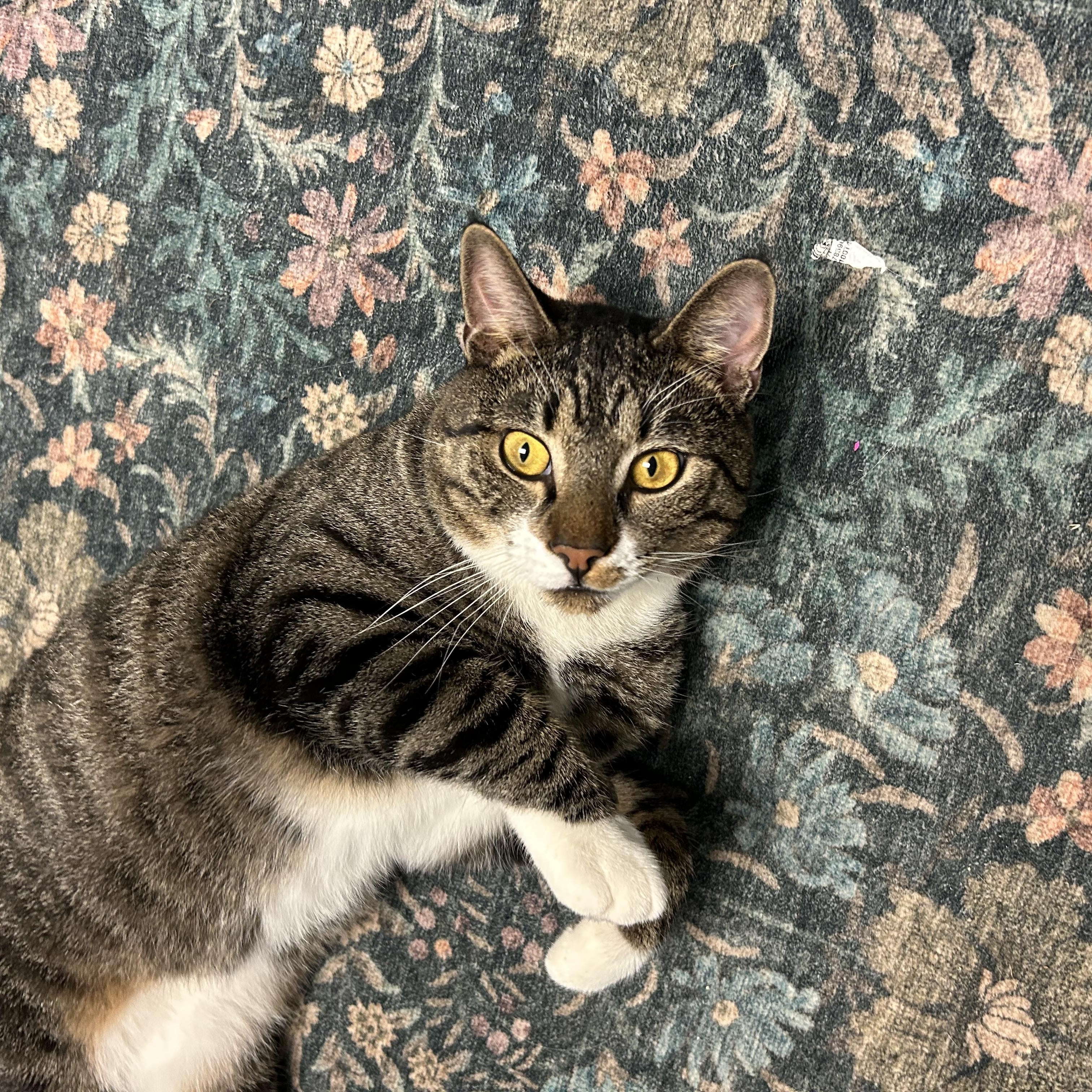 Fred, Adoptable, Young Male Domestic Short Hair.