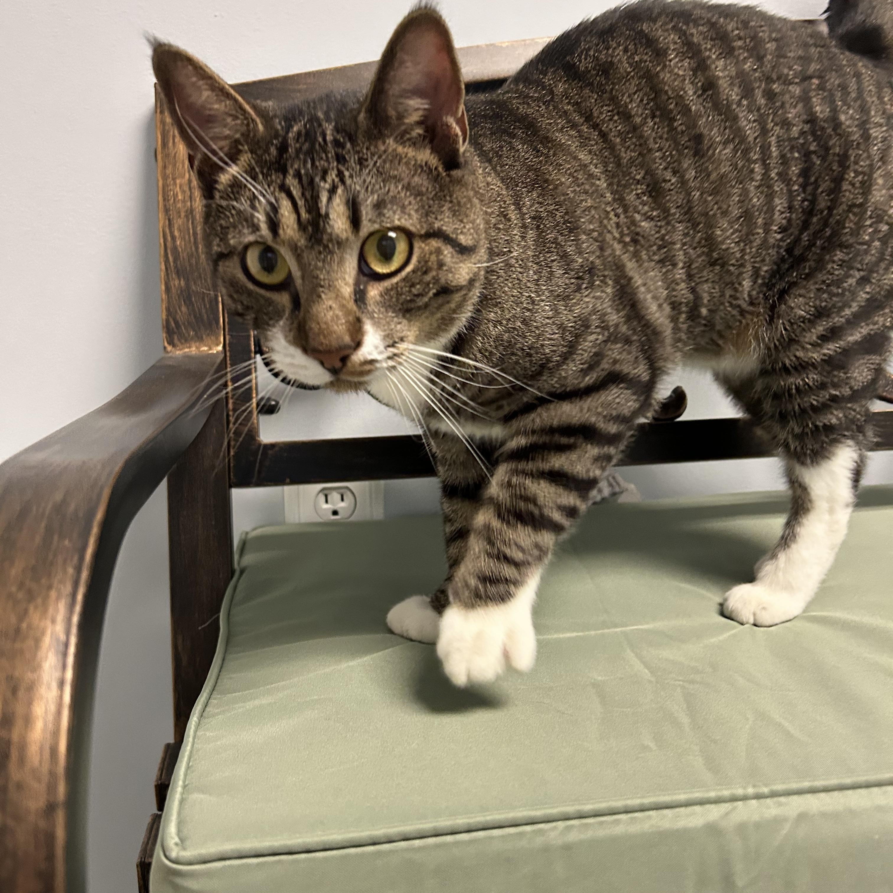 Enlarge Fred, a Adoptable Domestic Short Hair in Lincoln University, PA image 4/4