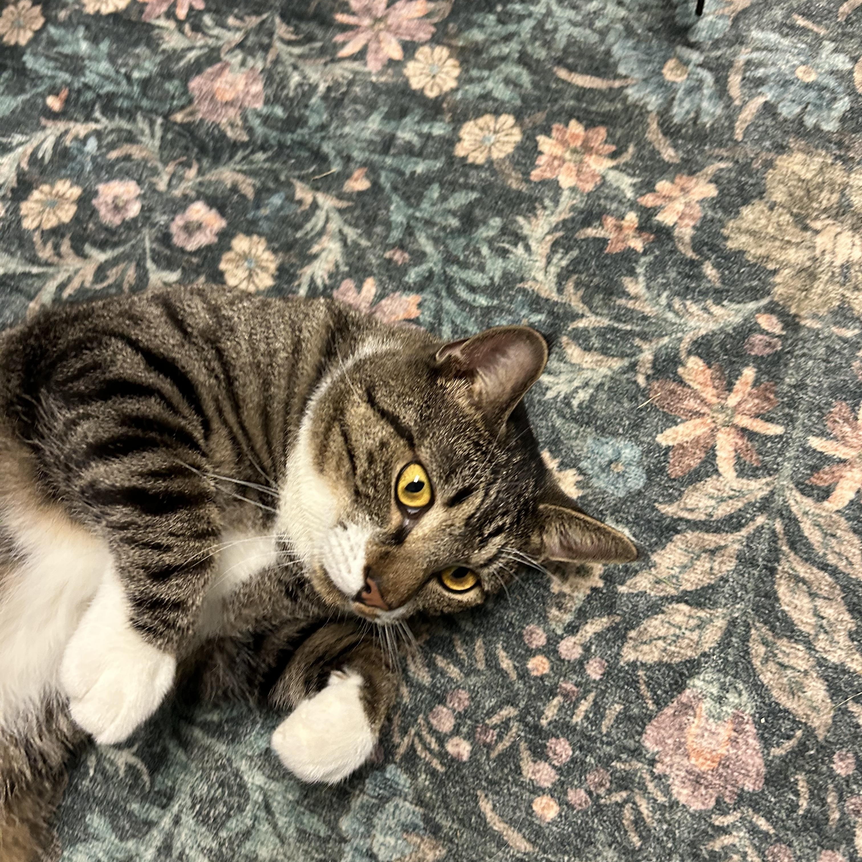 Enlarge Fred, a Adoptable Domestic Short Hair in Lincoln University, PA image 3/4