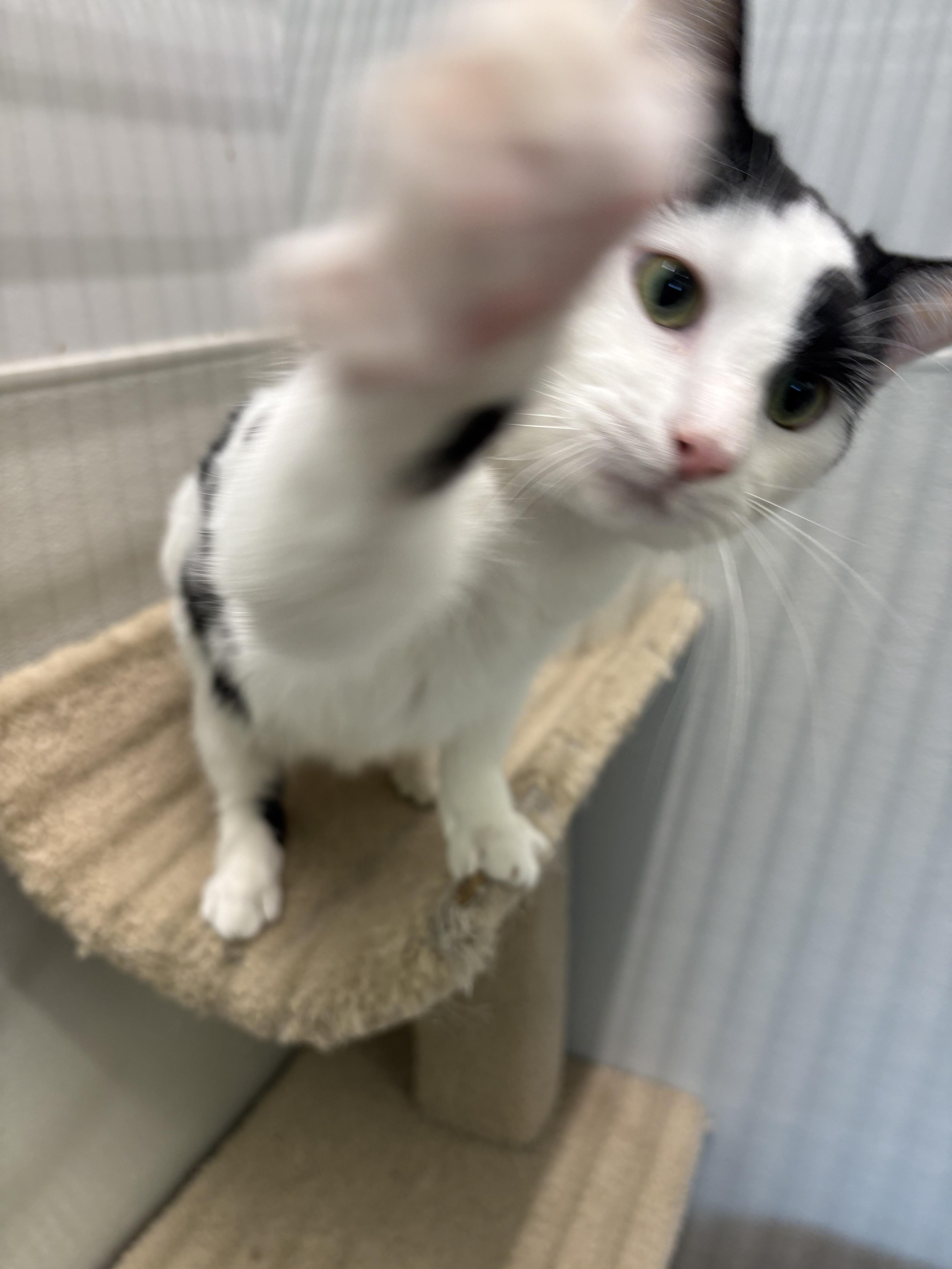 Enlarge BUTTER, a Adoptable Domestic Short Hair in Massillon , OH image 6/6