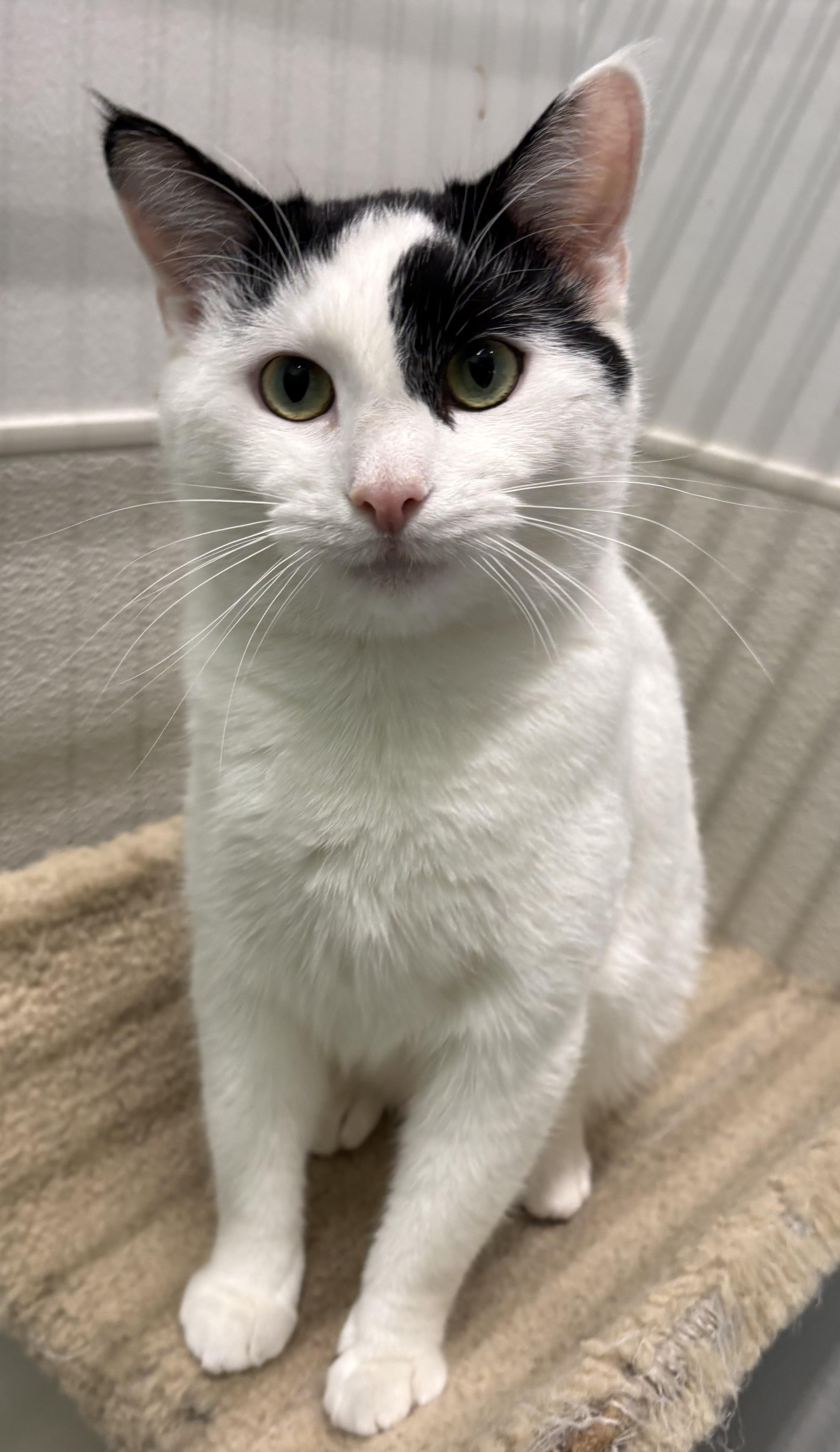 Enlarge BUTTER, a Adoptable Domestic Short Hair in Massillon , OH image 1/6