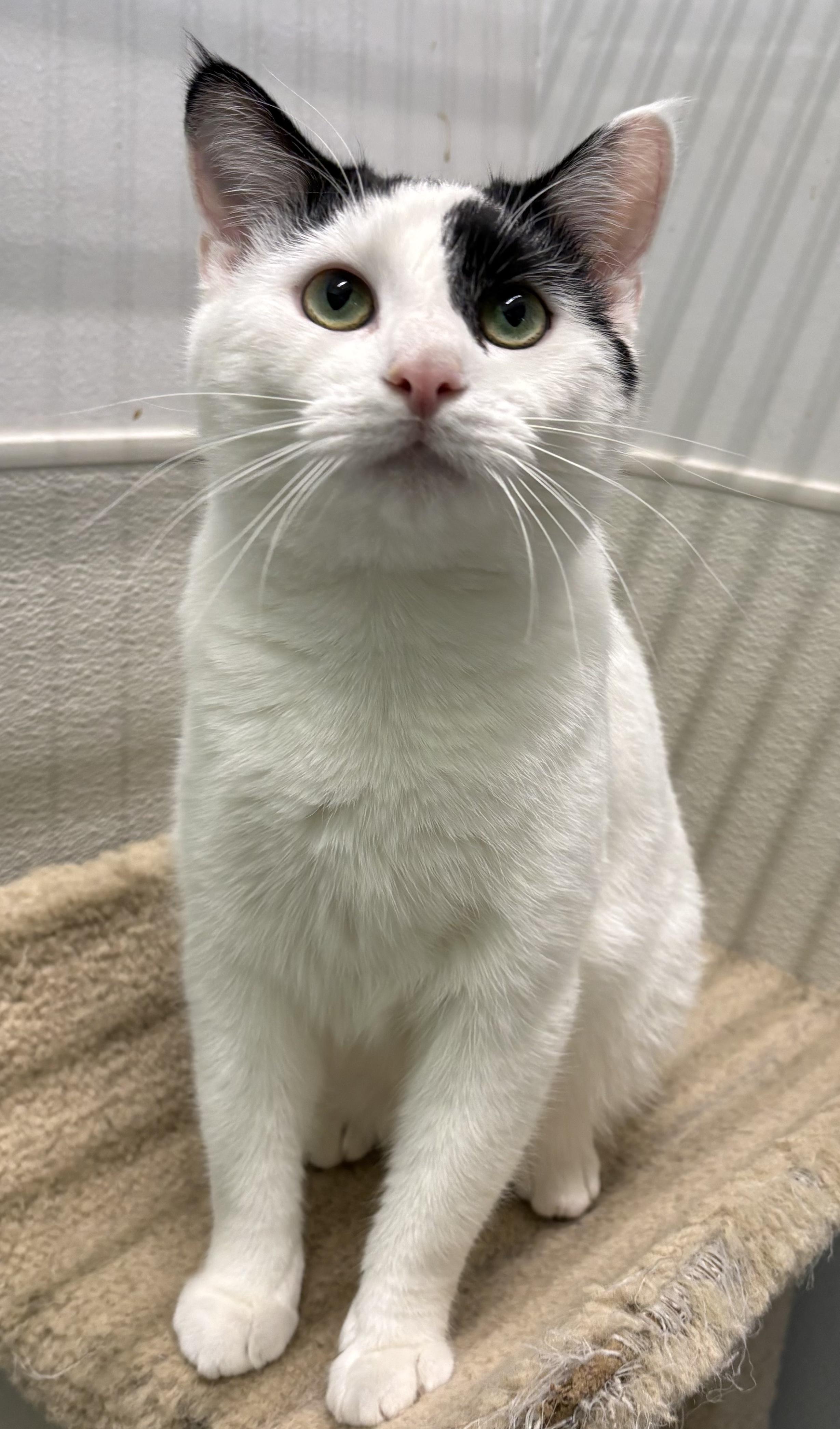 Enlarge BUTTER, a Adoptable Domestic Short Hair in Massillon , OH image 5/6