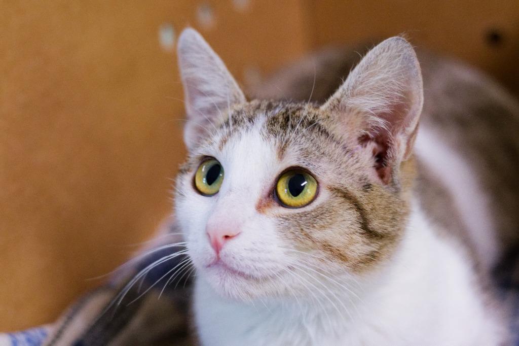 Enlarge Nergal, a Adoptable mixed breed in Hot Springs, AR image 2/2