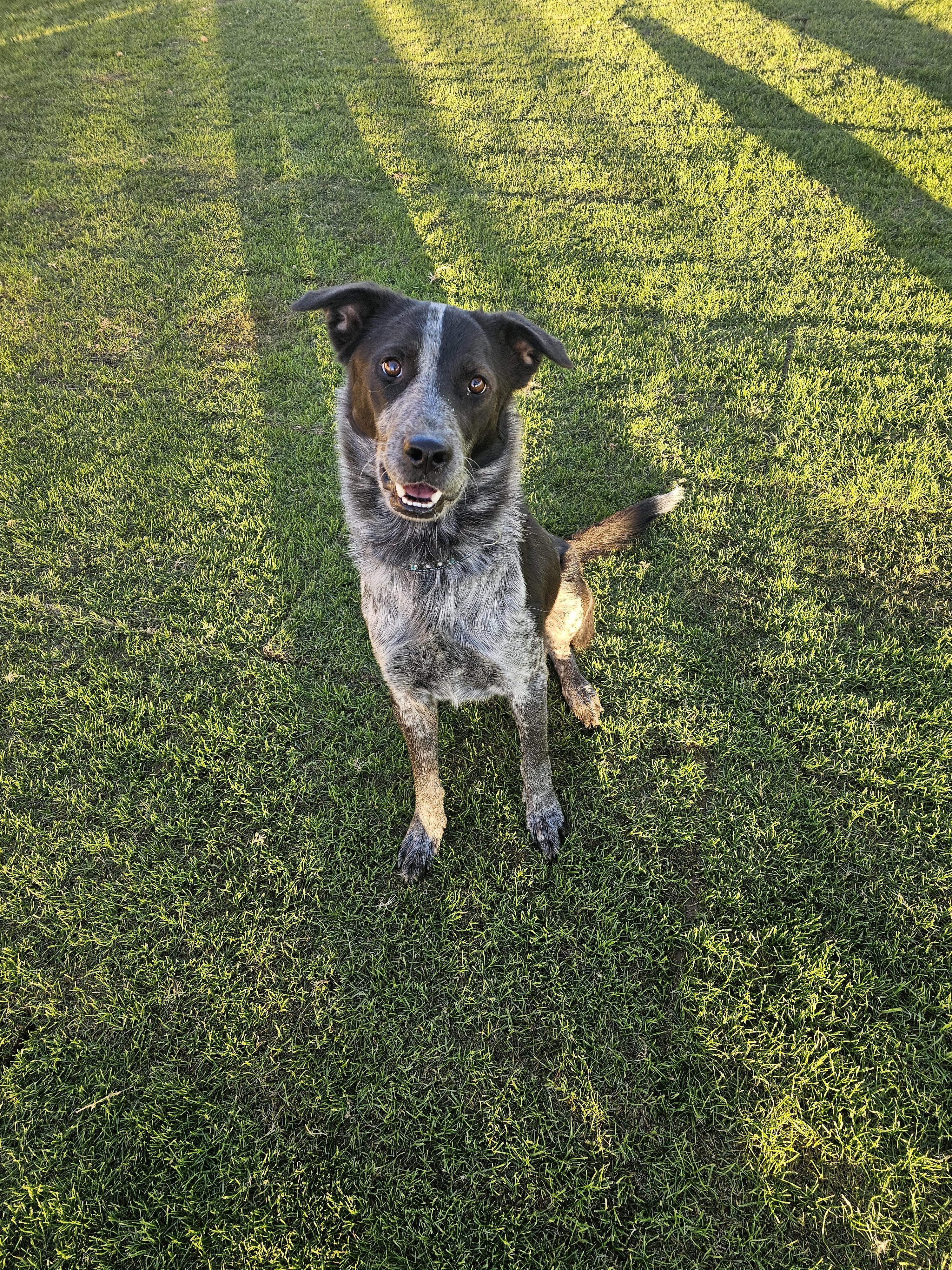 Enlarge Bello, a Adoptable mixed breed in Mesa, AZ image 1/2