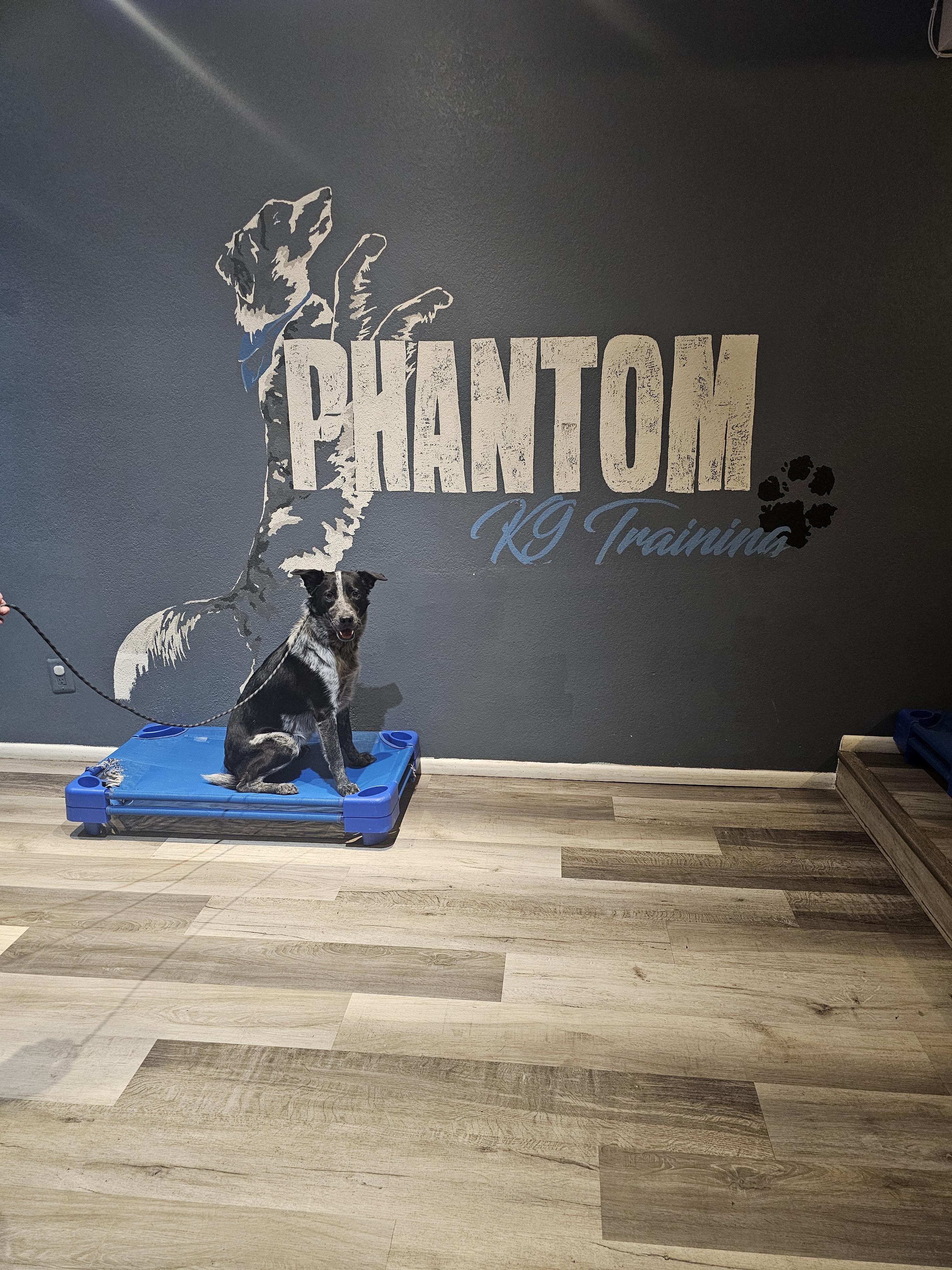 Enlarge Bello, a Adoptable mixed breed in Mesa, AZ image 2/2