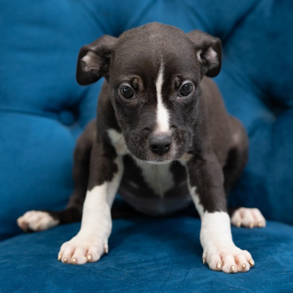 Marge, ADOPTABLE, Puppy Female Pit Bull Terrier.