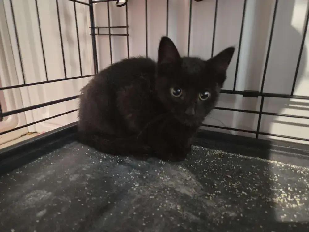 Sparkplug, Adoptable, Kitten Female Domestic Short Hair.