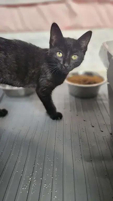 Enlarge Sparkplug, a Adoptable mixed breed in Grand Rapids, MI image 2/4