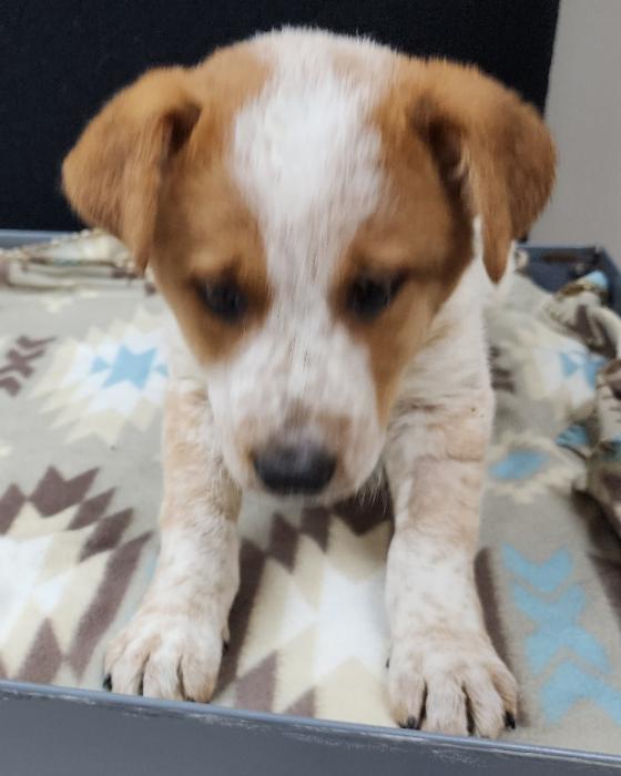Serena, a Adoptable mixed breed in Neillsville, WI image 3/4