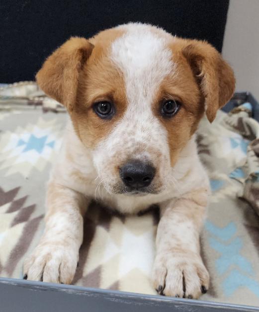 Serena, a Adoptable mixed breed in Neillsville, WI image 1/4