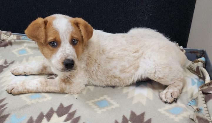 Serena, a Adoptable mixed breed in Neillsville, WI image 4/4