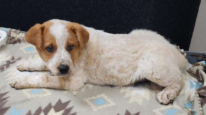 Serena, a Adoptable mixed breed in Neillsville, WI image 2/4