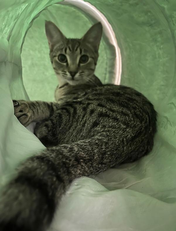 Enlarge Sheba, a Adoptable mixed breed in Grovetown, GA image 1/1