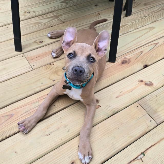Cubby Cadet, Adoptable, Young Male Weimaraner & Mixed Breed.