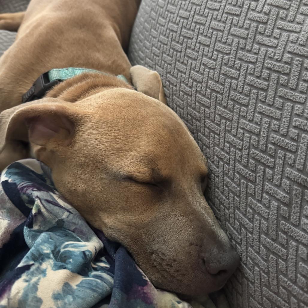 Cubby Cadet, Adoptable, Young Male Weimaraner & Mixed Breed.