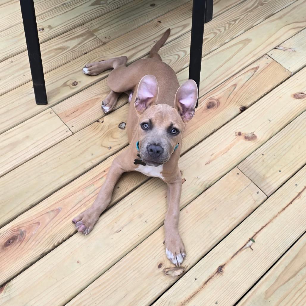 Enlarge Cubby Cadet, a Adoptable mixed breed in Ferndale, MI image 2/6