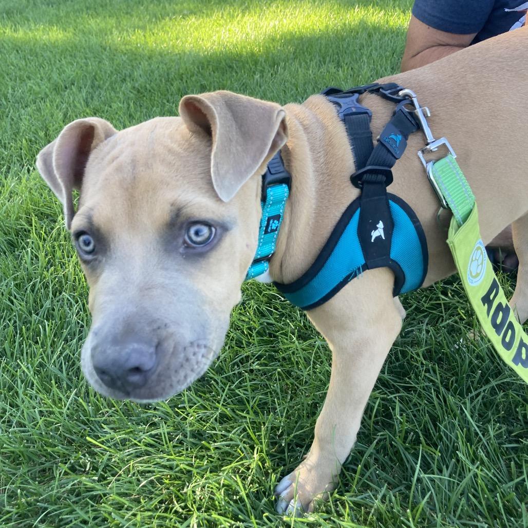 Enlarge Cubby Cadet, a Adoptable mixed breed in Ferndale, MI image 3/6