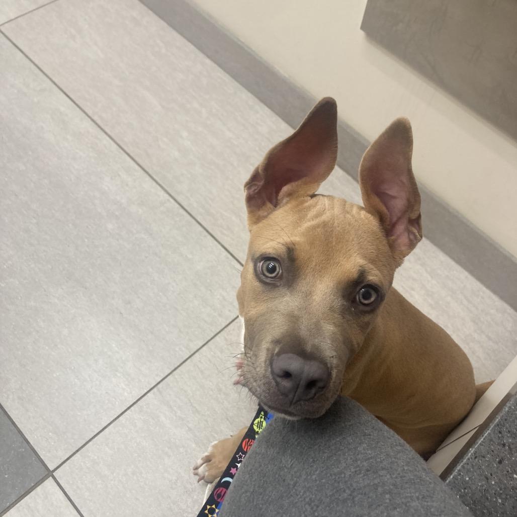 Enlarge Cubby Cadet, a Adoptable mixed breed in Ferndale, MI image 4/6