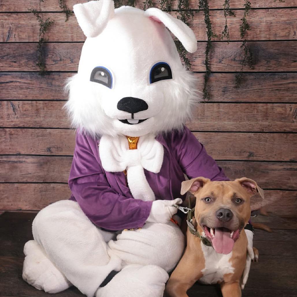 Cubby Cadet, a Adoptable mixed breed in Ferndale, MI image 2/6