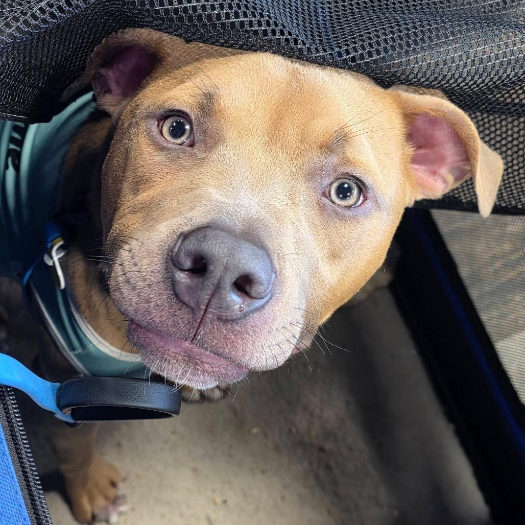 Enlarge Cubby Cadet, a Adoptable mixed breed in Ferndale, MI image 2/6