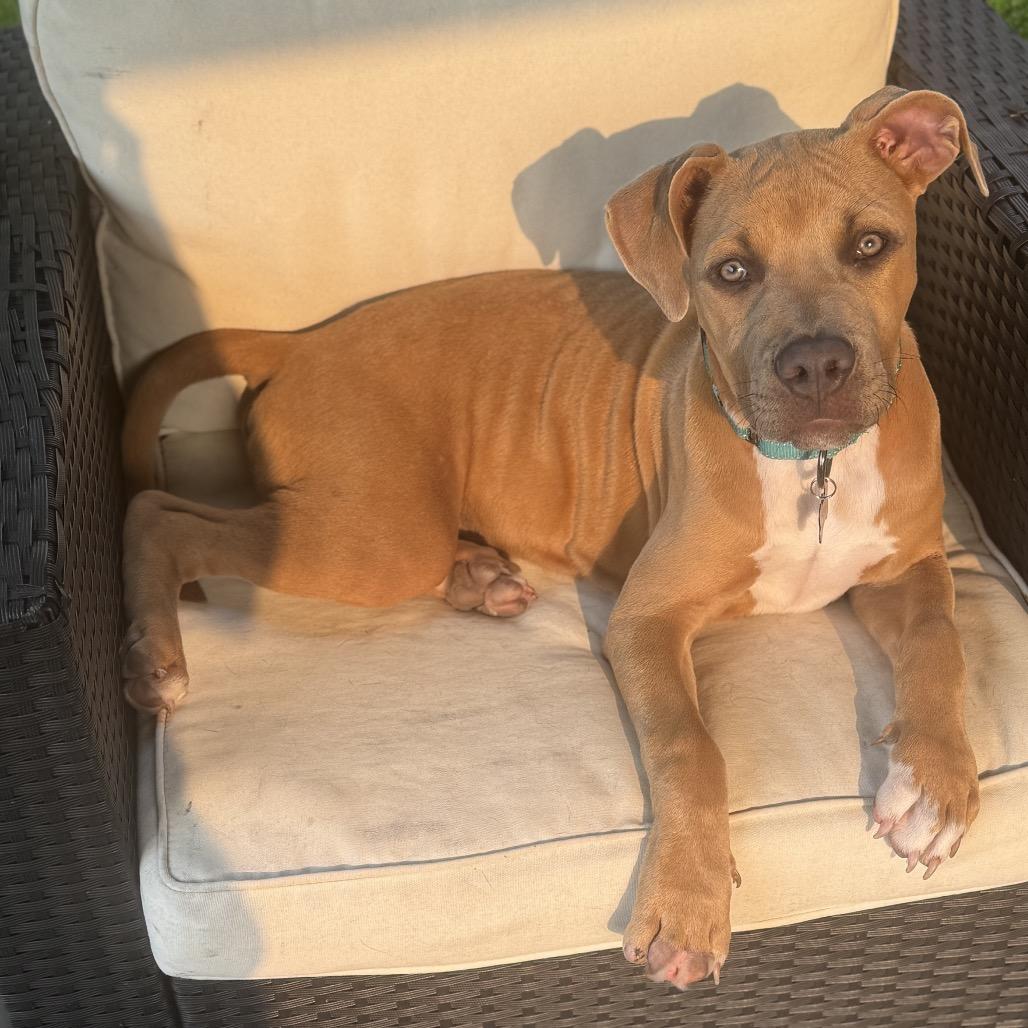 Enlarge Cubby Cadet, a Adoptable mixed breed in Ferndale, MI image 3/6