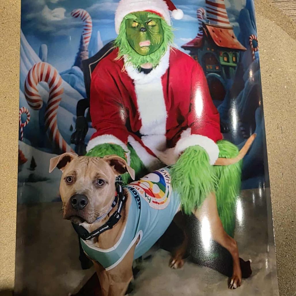 Enlarge Cubby Cadet, a Adoptable mixed breed in Ferndale, MI image 5/6