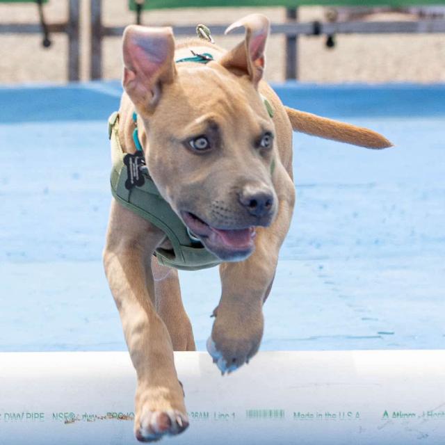 Enlarge Cubby Cadet, a Adoptable mixed breed in Ferndale, MI image 4/6