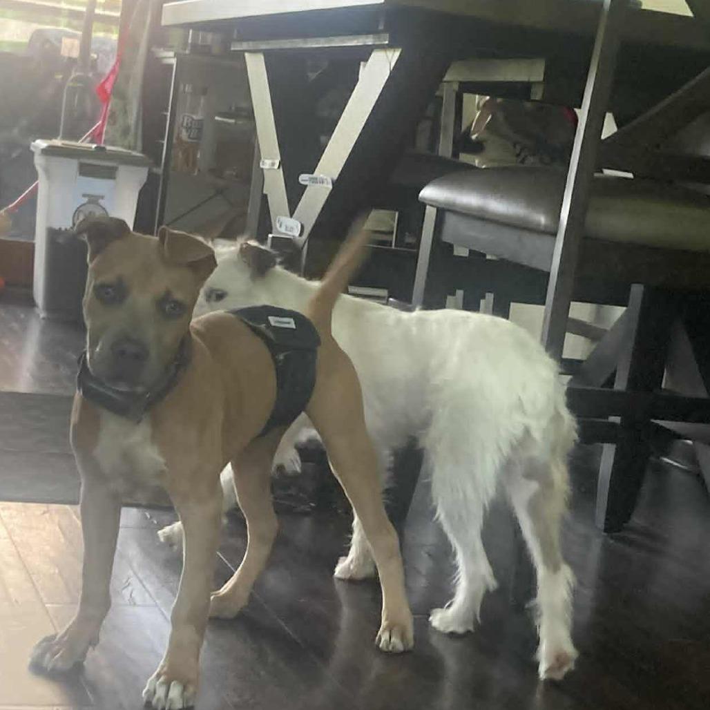 Enlarge Cubby Cadet, a Adoptable mixed breed in Ferndale, MI image 6/6