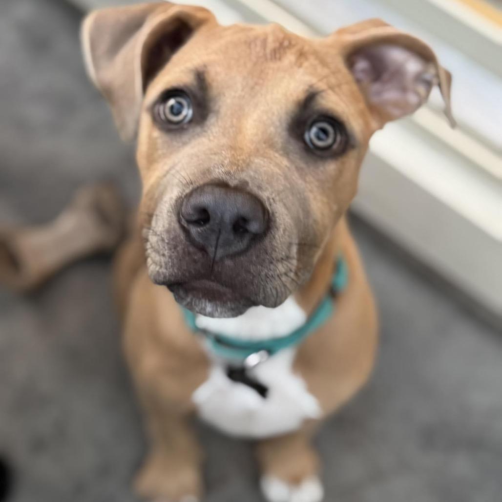 Enlarge Cubby Cadet, a Adoptable mixed breed in Ferndale, MI image 6/6