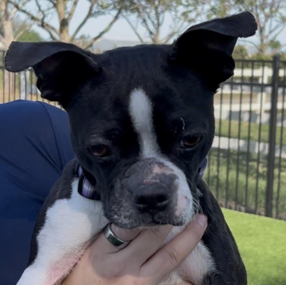 Enlarge Jack-Jack, a Adoptable Boston Terrier in Woodland, CA image 3/3