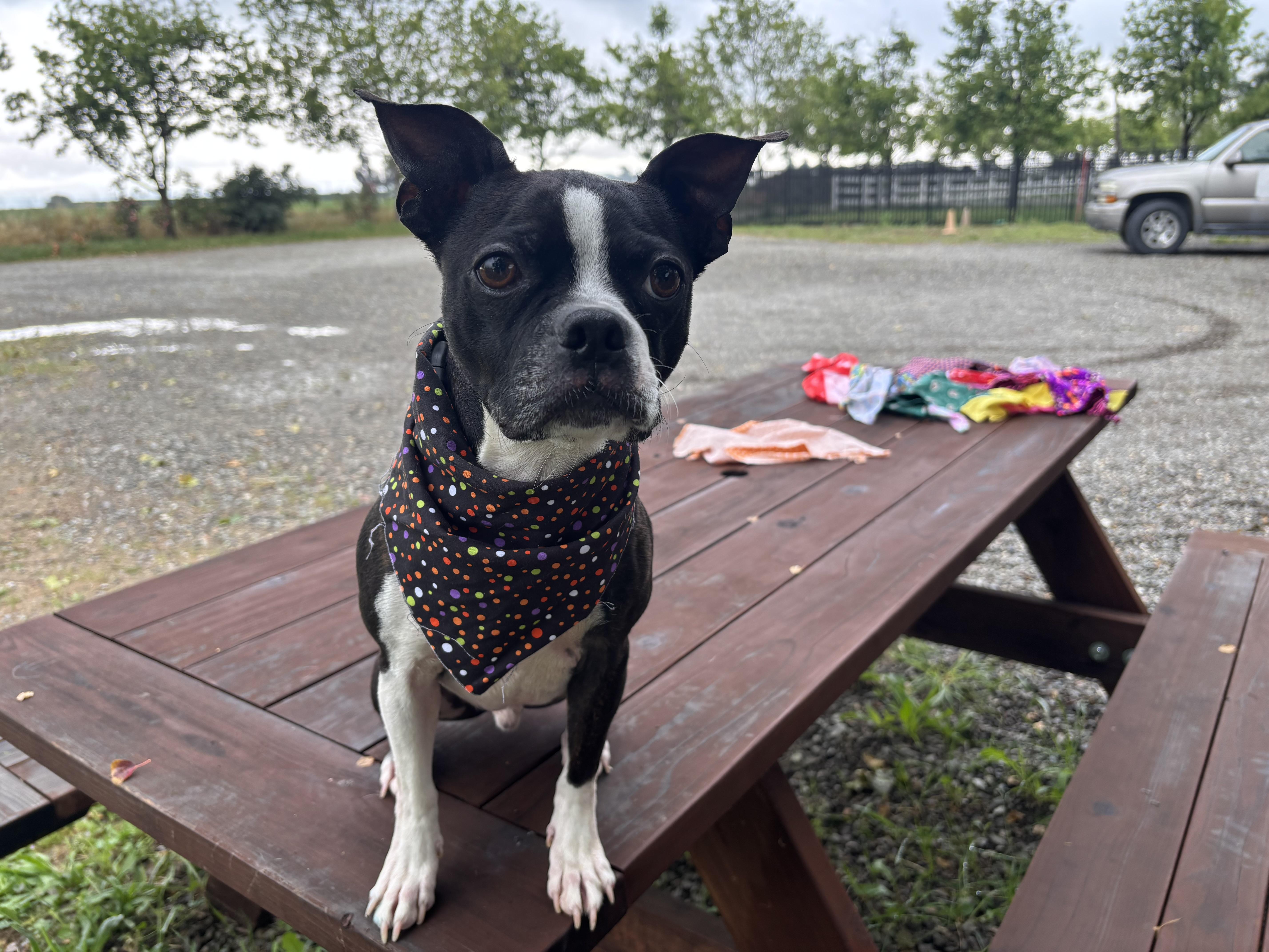 Jack-Jack, a Adoptable Boston Terrier in Woodland, CA image 1/3